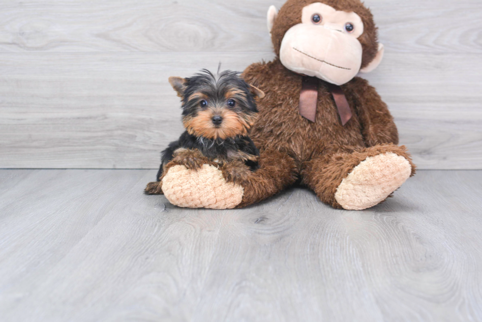 Meet Nugget - our Yorkshire Terrier Puppy Photo 