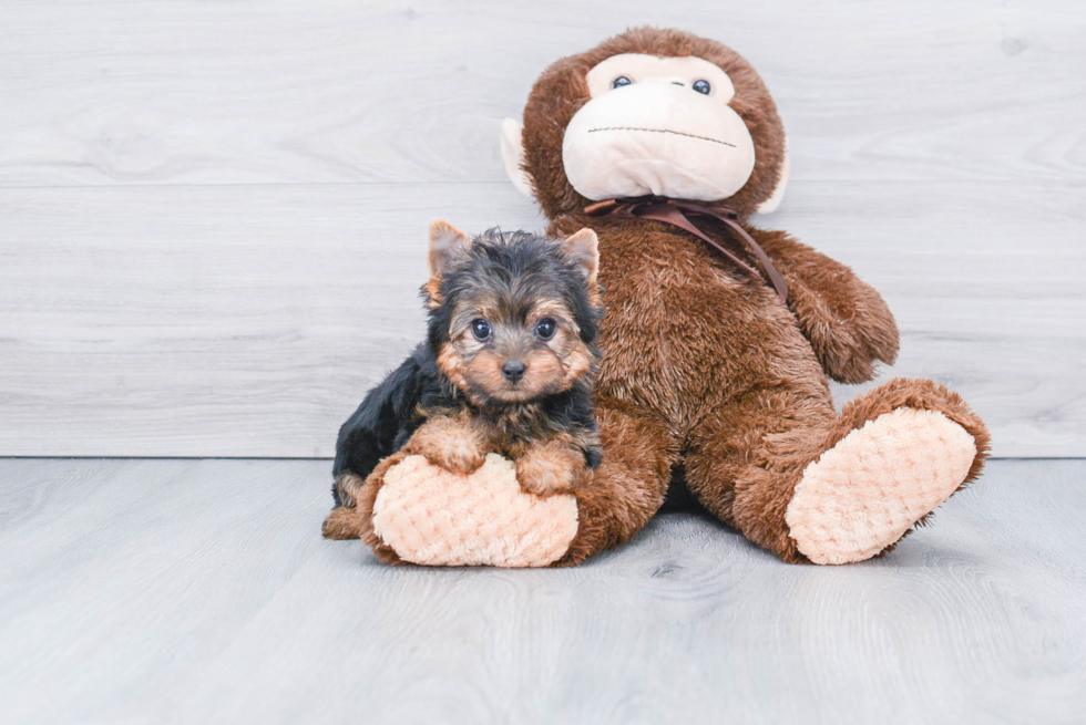 Meet Lizzie - our Yorkshire Terrier Puppy Photo 