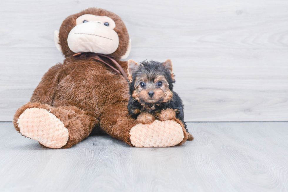 Meet Lizzie - our Yorkshire Terrier Puppy Photo 