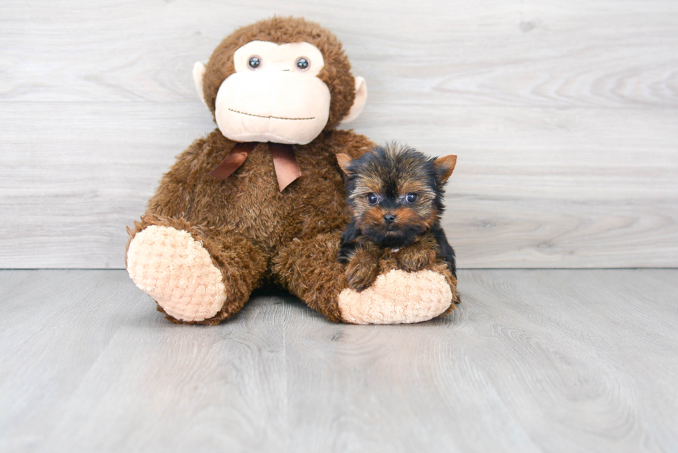 Akc Registered Yorkshire Terrier Baby