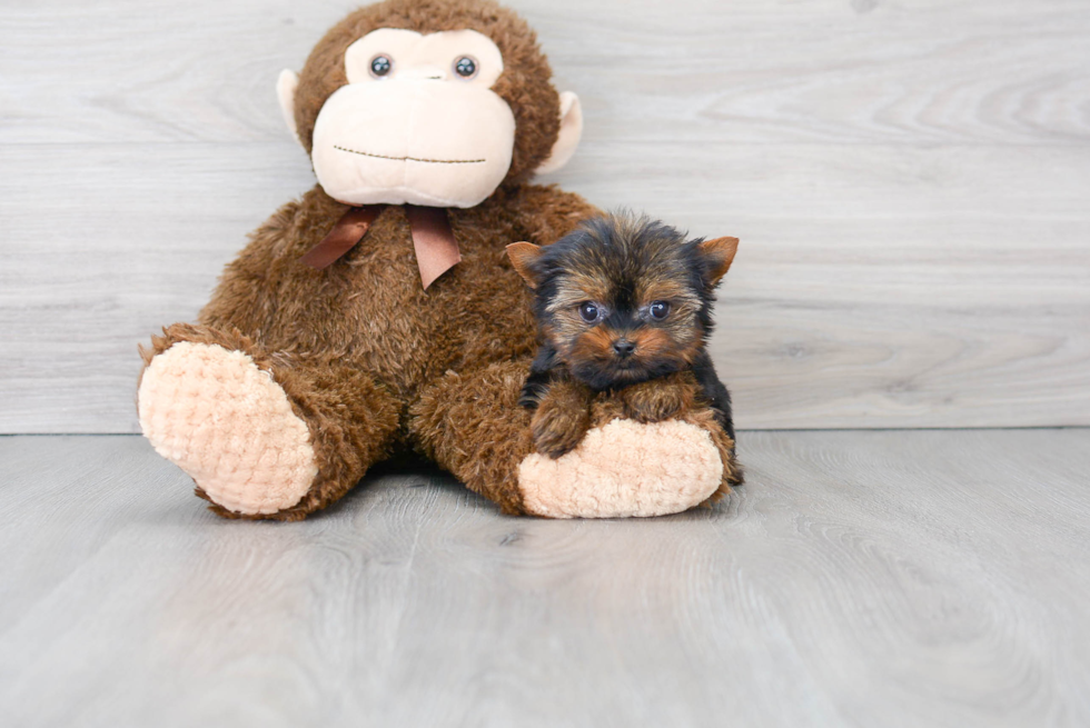 Little Yorkshire Terrier Baby