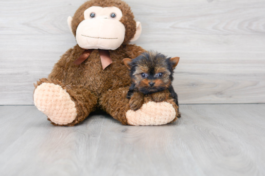 Little Yorkshire Terrier Baby