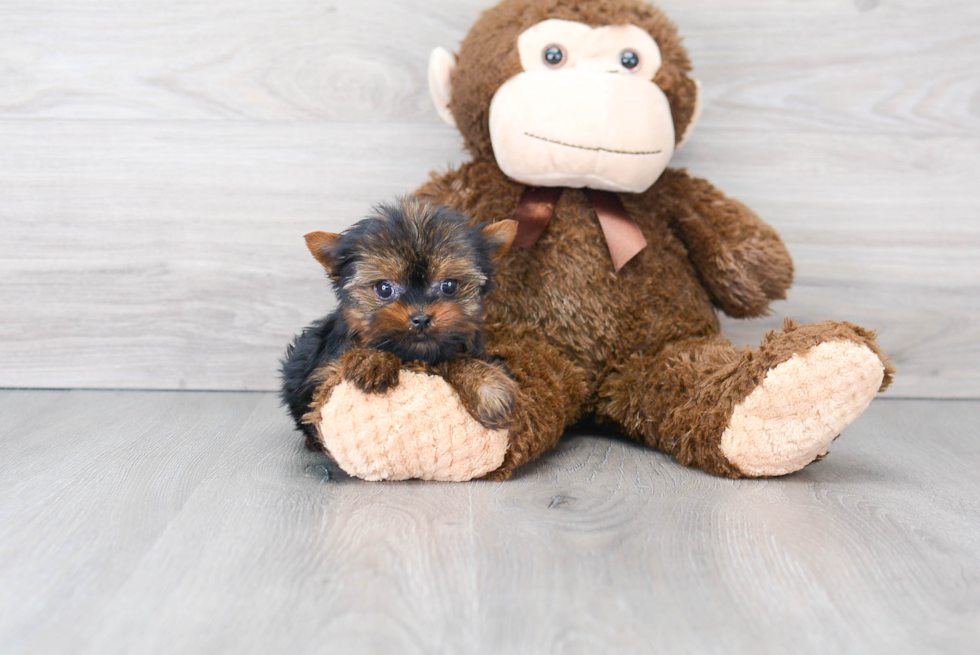 Yorkshire Terrier Pup Being Cute