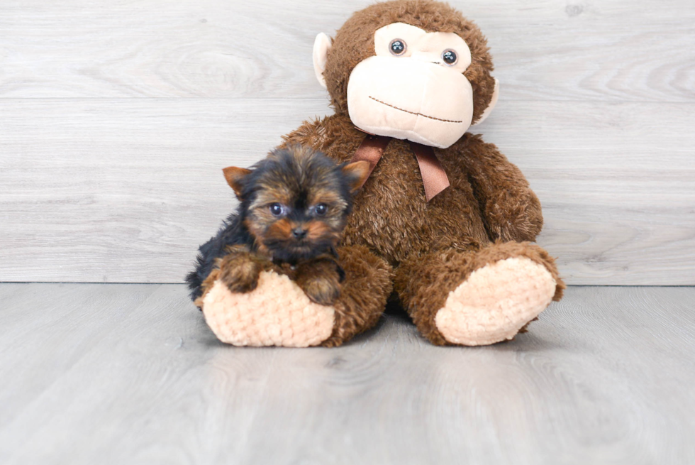 Sweet Yorkie Purebred Puppy