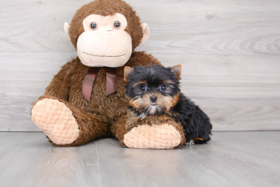 Energetic Yorkie Purebred Puppy