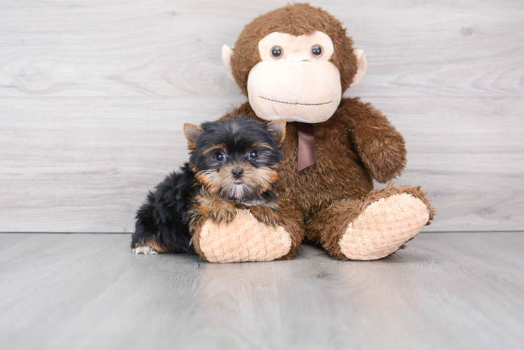 Yorkshire Terrier Puppy for Adoption