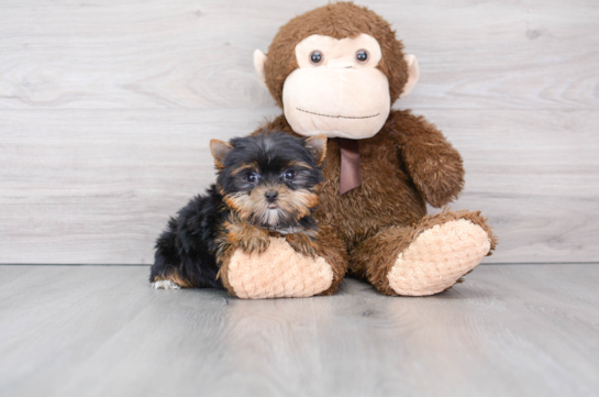 Yorkshire Terrier Puppy for Adoption