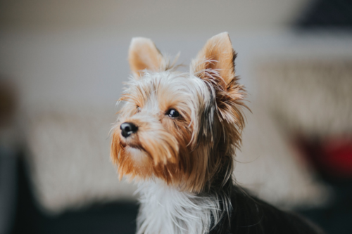 Silver and gold Yorkshire terrier posing