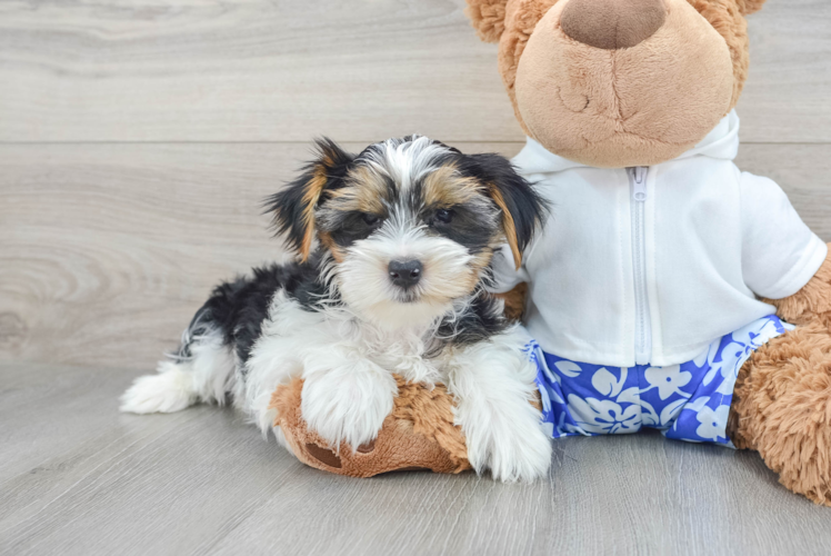 Yorkshire Terrier Puppy for Adoption