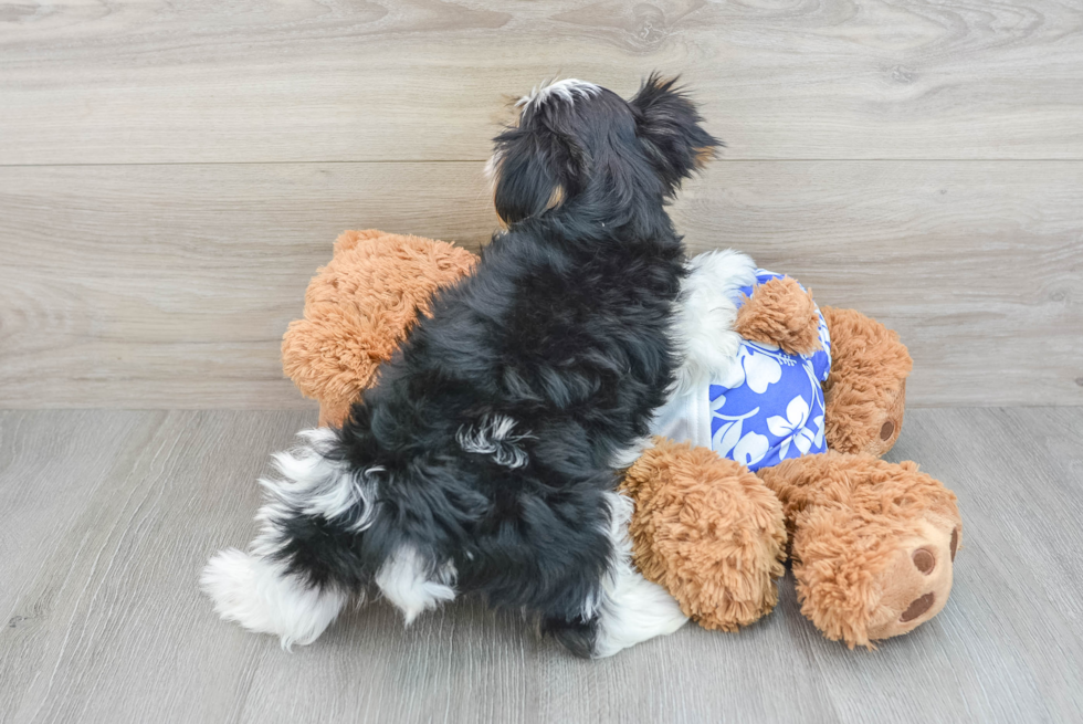 Popular Yorkshire Terrier Baby