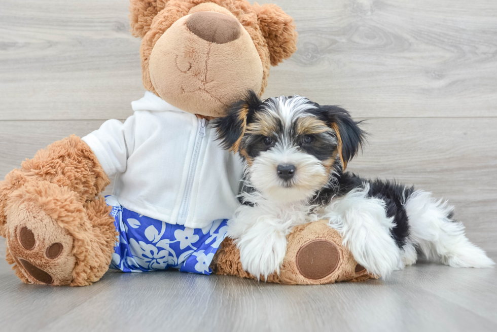 Yorkshire Terrier Pup Being Cute