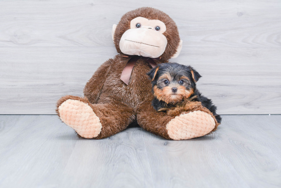 Meet Rascal - our Yorkshire Terrier Puppy Photo 