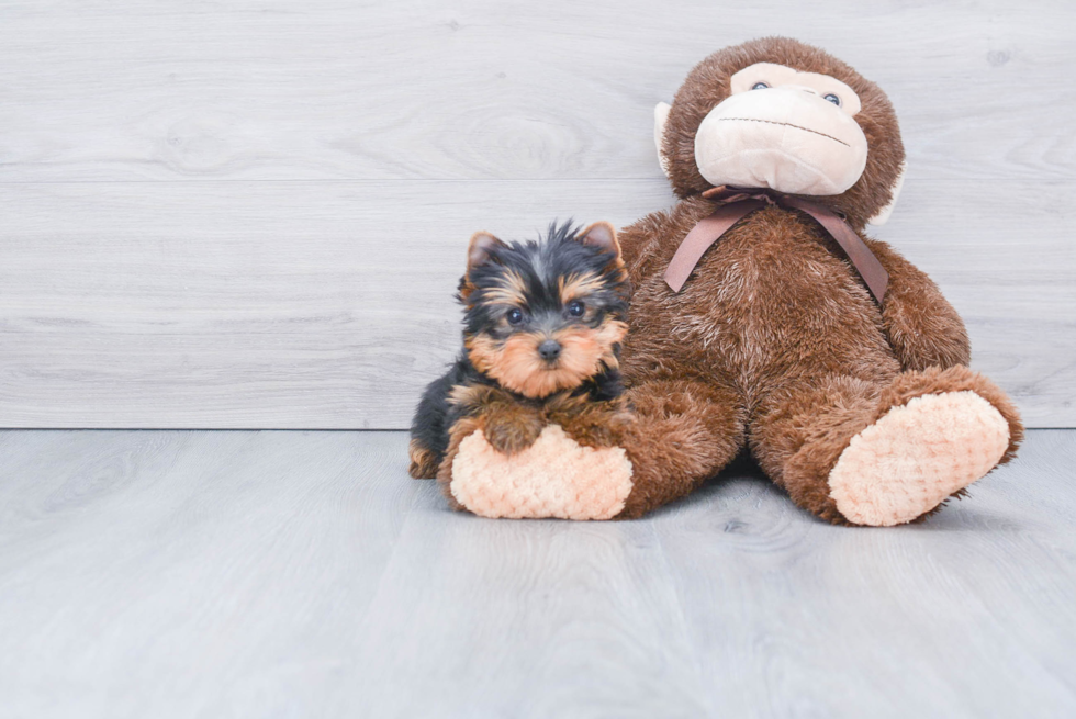 Meet Rascal - our Yorkshire Terrier Puppy Photo 