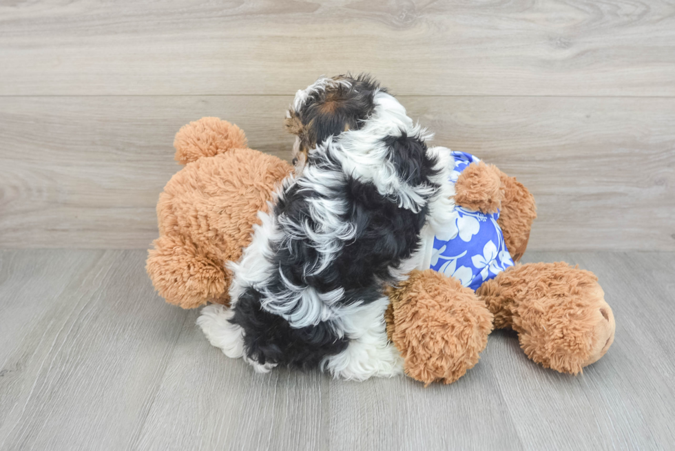 Yorkshire Terrier Pup Being Cute