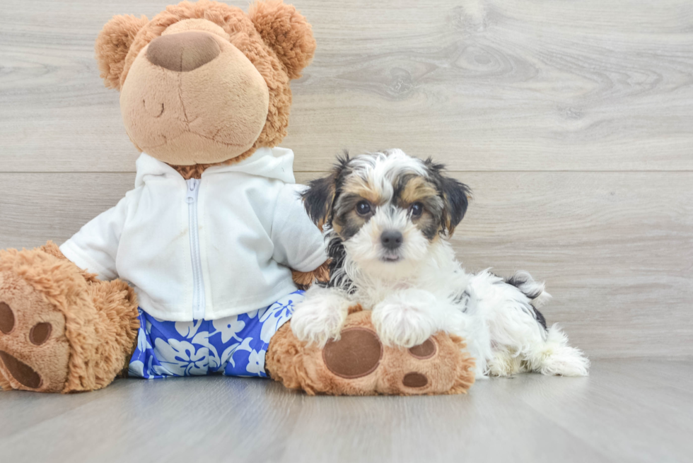 Smart Yorkie Purebred Puppy