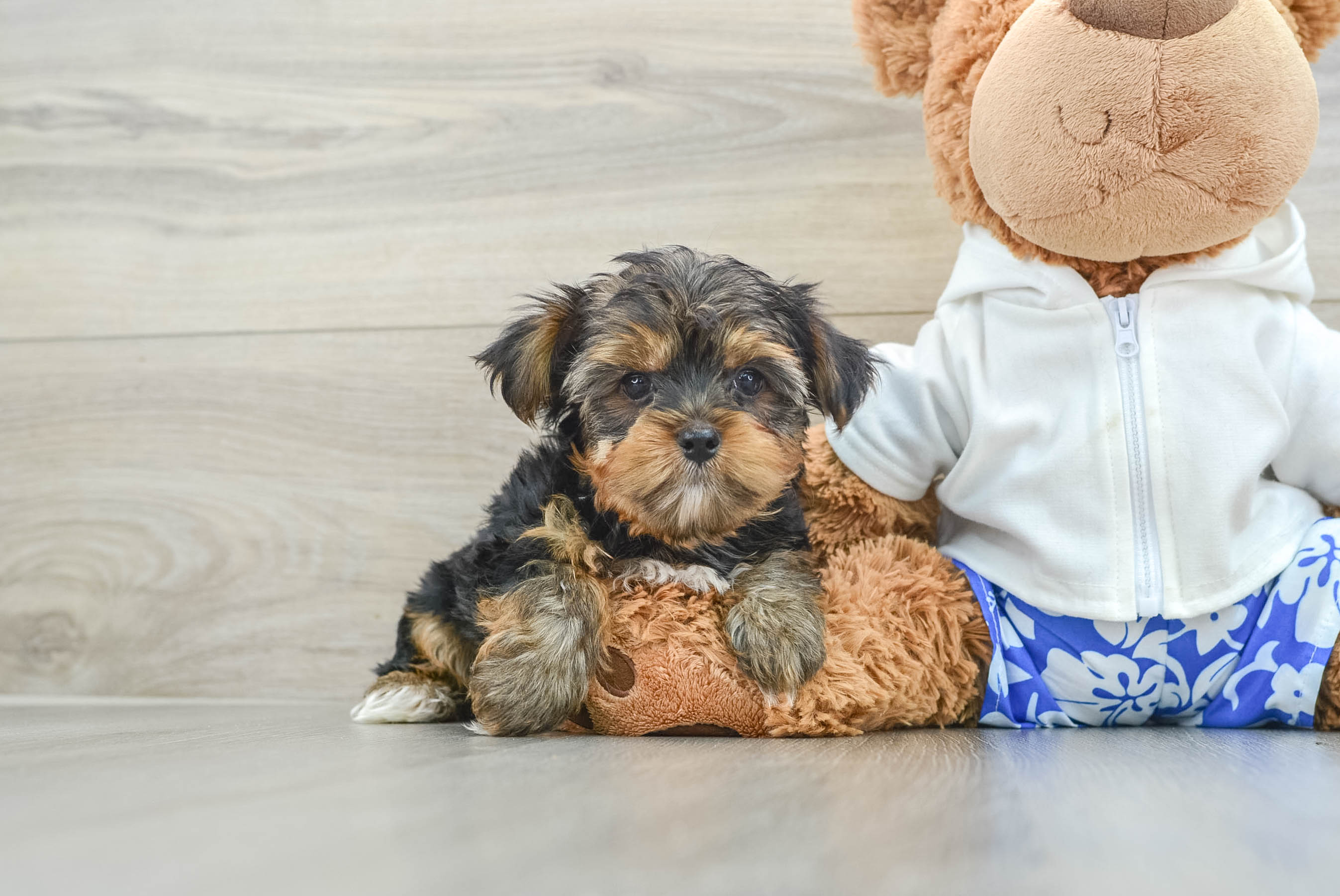 Yorkshire Terrier Puppy for Adoption