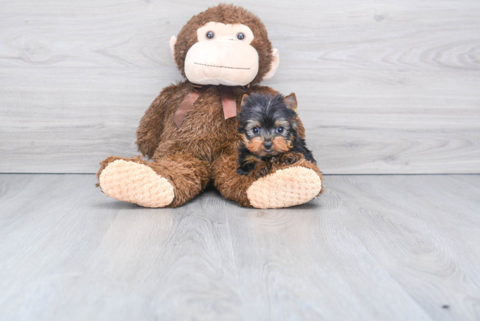 Meet Rascal - our Yorkshire Terrier Puppy Photo 