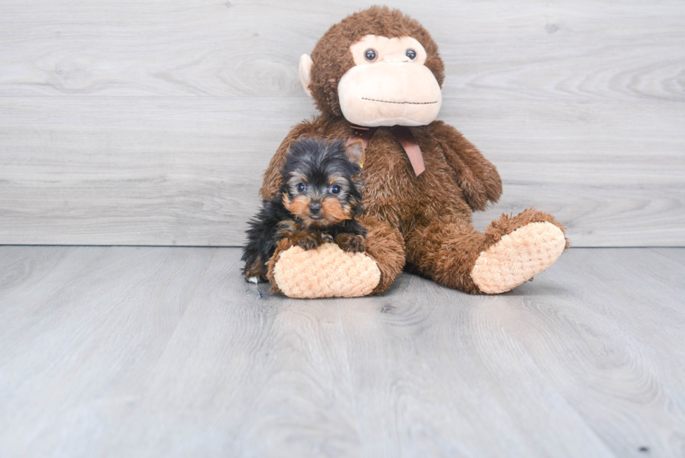 Meet Rascal - our Yorkshire Terrier Puppy Photo 