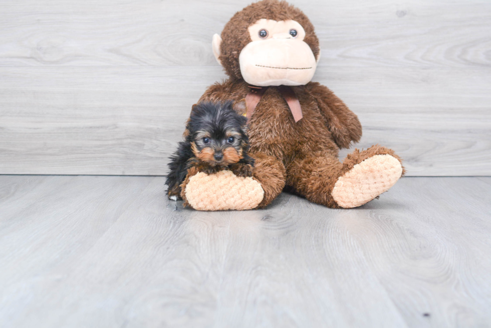 Meet Rascal - our Yorkshire Terrier Puppy Photo 