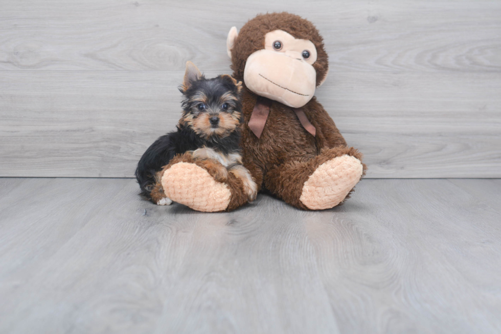 Meet Rascal - our Yorkshire Terrier Puppy Photo 