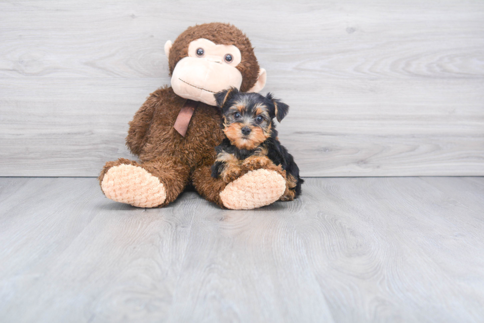 Meet Rascal - our Yorkshire Terrier Puppy Photo 