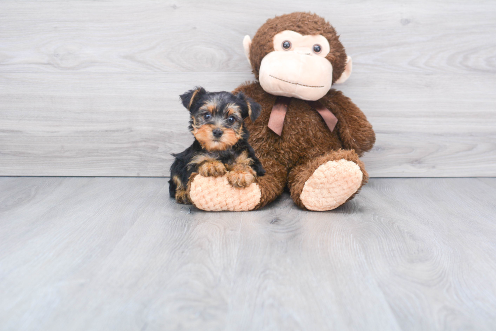 Meet Rascal - our Yorkshire Terrier Puppy Photo 