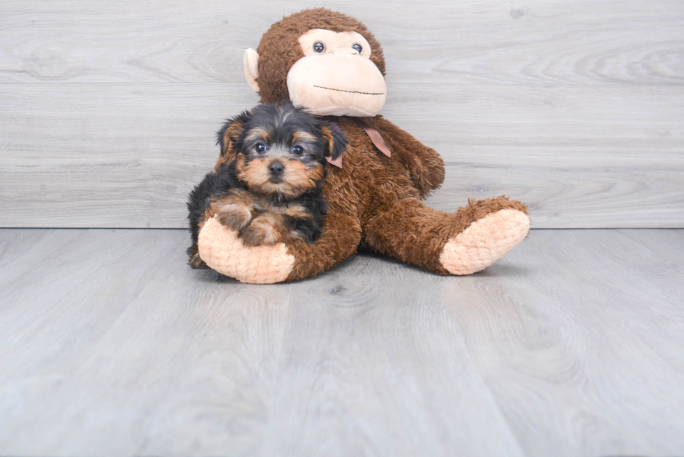 Meet Rascal - our Yorkshire Terrier Puppy Photo 