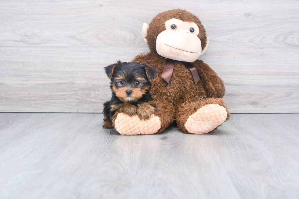 Meet Rascal - our Yorkshire Terrier Puppy Photo 