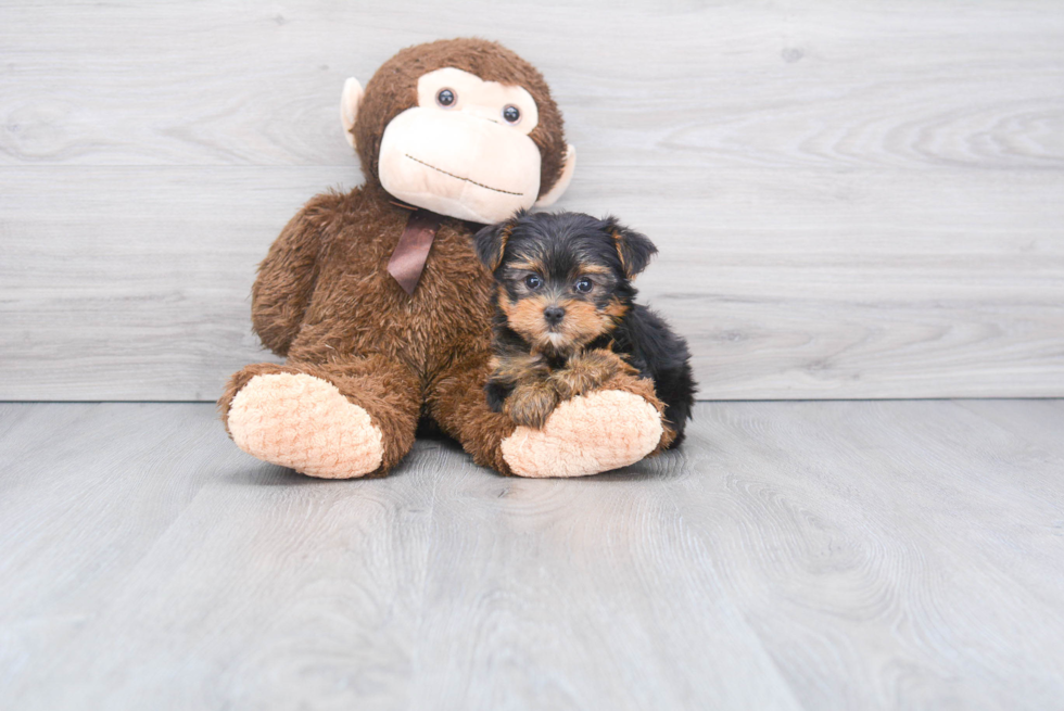 Meet Rascal - our Yorkshire Terrier Puppy Photo 