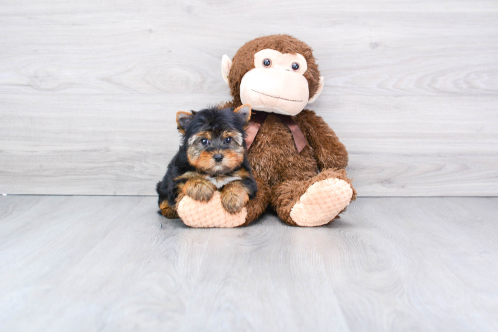 Meet Rollo - our Yorkshire Terrier Puppy Photo 