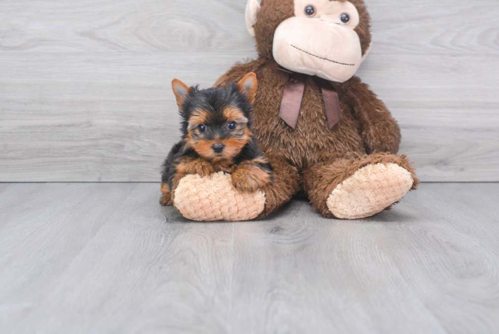 Best Yorkshire Terrier Baby