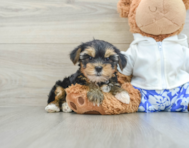 8 week old Yorkshire Terrier Puppy For Sale - Premier Pups