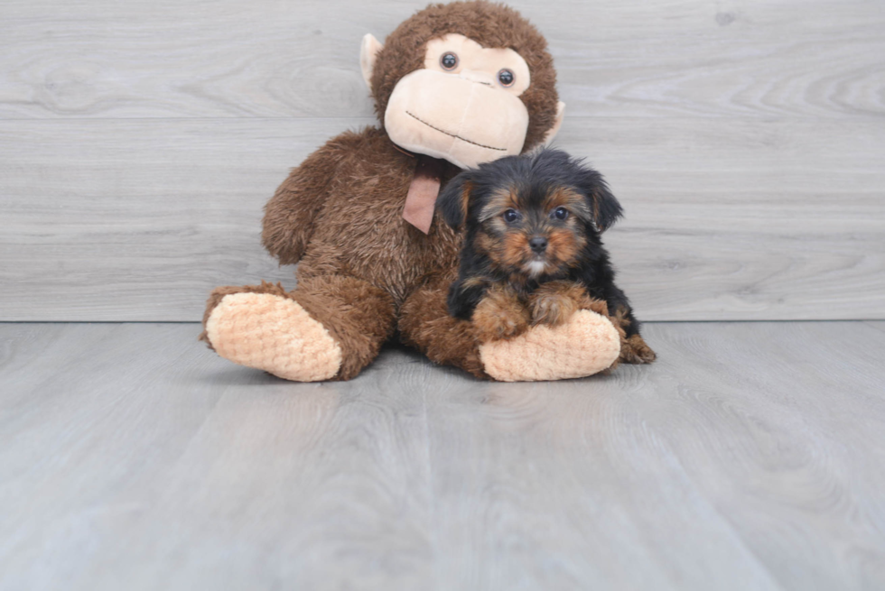 Meet Rebecca - our Yorkshire Terrier Puppy Photo 