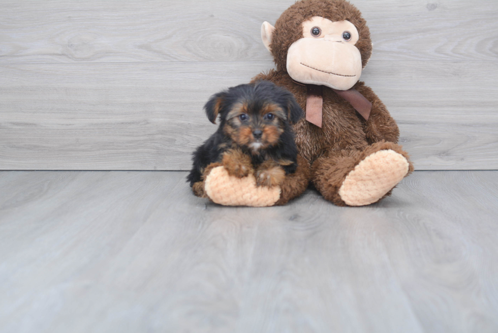 Meet Rebecca - our Yorkshire Terrier Puppy Photo 