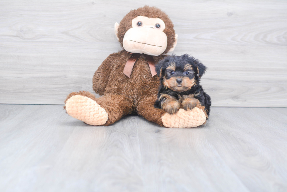 Meet Rebecca - our Yorkshire Terrier Puppy Photo 