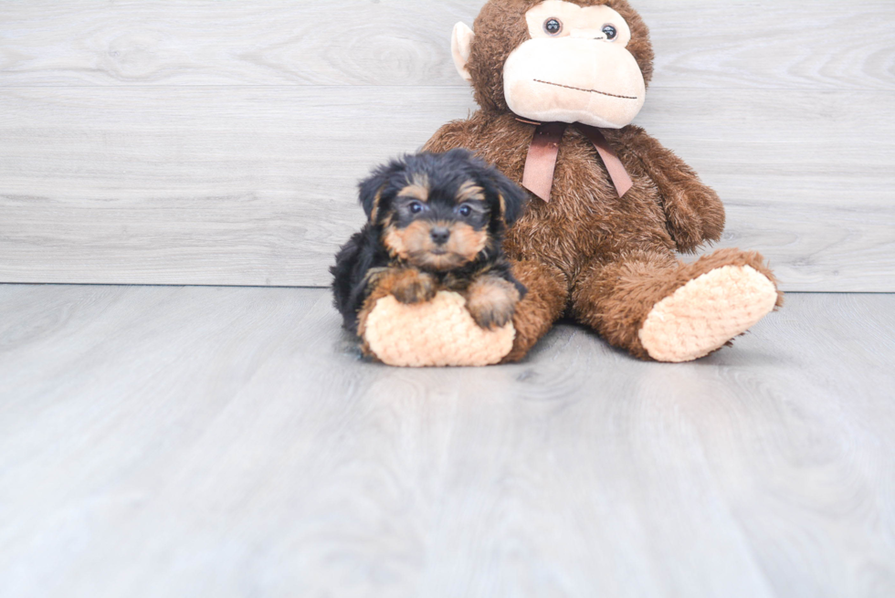 Meet Rebecca - our Yorkshire Terrier Puppy Photo 