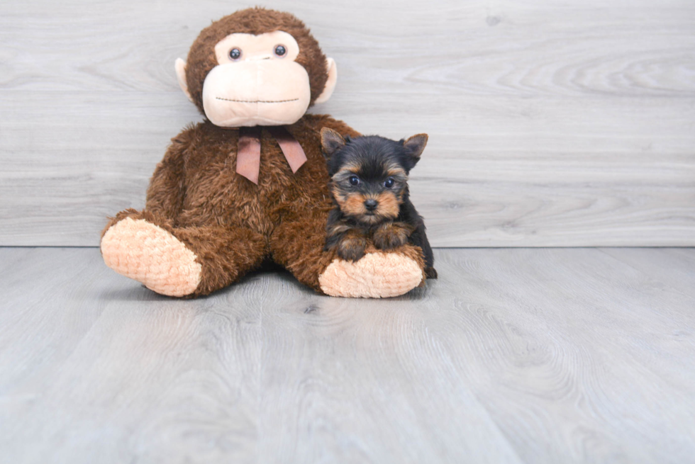 Meet Rebecca - our Yorkshire Terrier Puppy Photo 