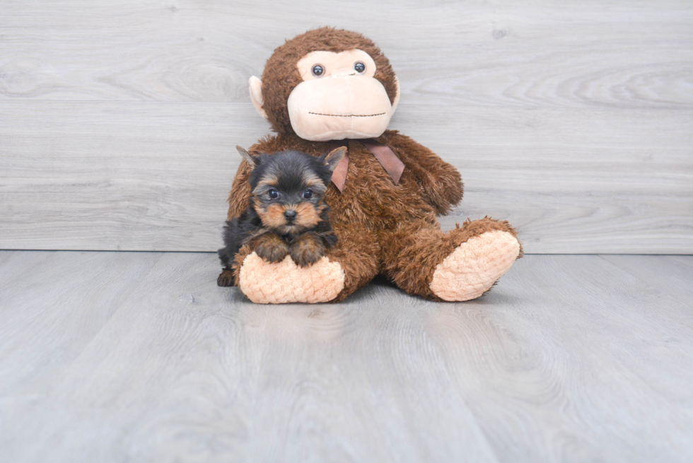 Meet Rebecca - our Yorkshire Terrier Puppy Photo 