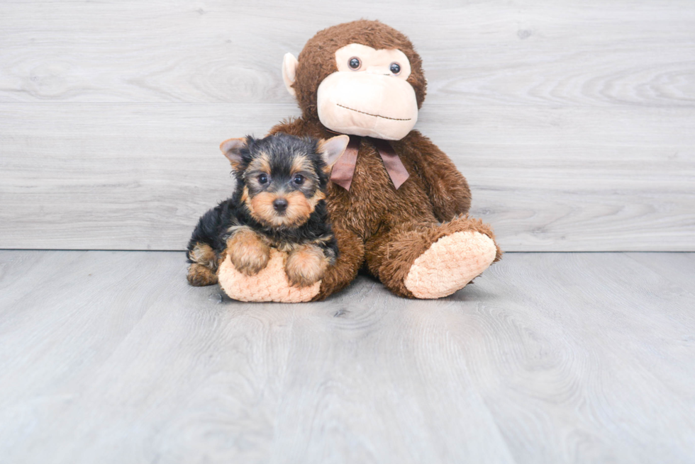 Meet Rebecca - our Yorkshire Terrier Puppy Photo 