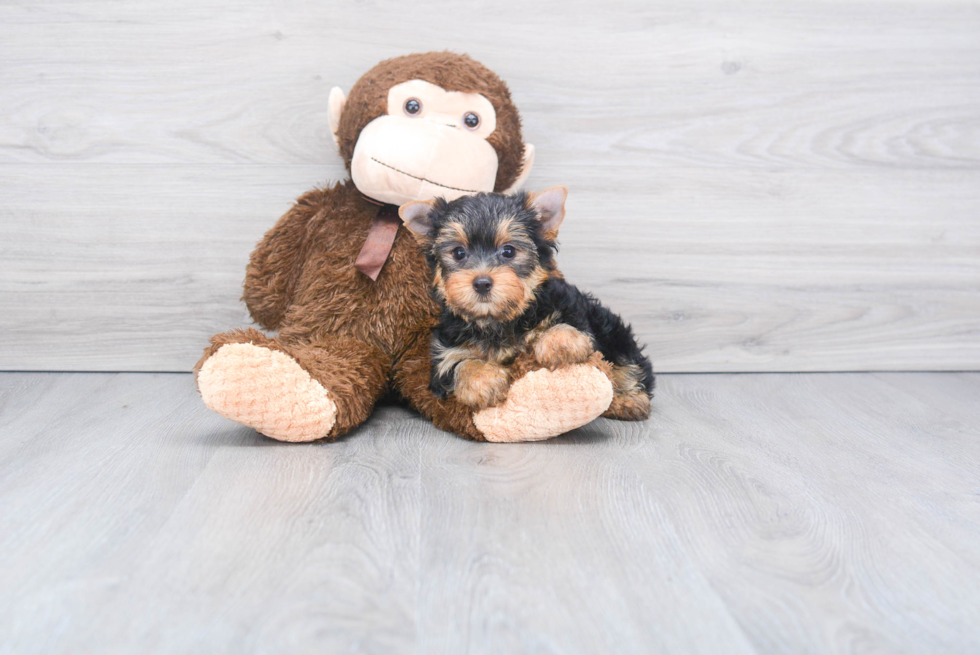 Meet Rebecca - our Yorkshire Terrier Puppy Photo 