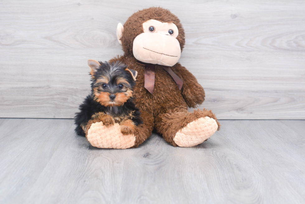 Meet Rebecca - our Yorkshire Terrier Puppy Photo 