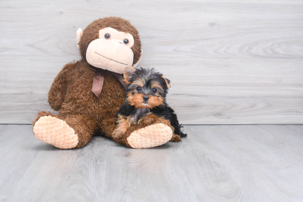 Meet Rebecca - our Yorkshire Terrier Puppy Photo 