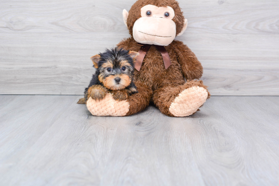 Meet Rebecca - our Yorkshire Terrier Puppy Photo 