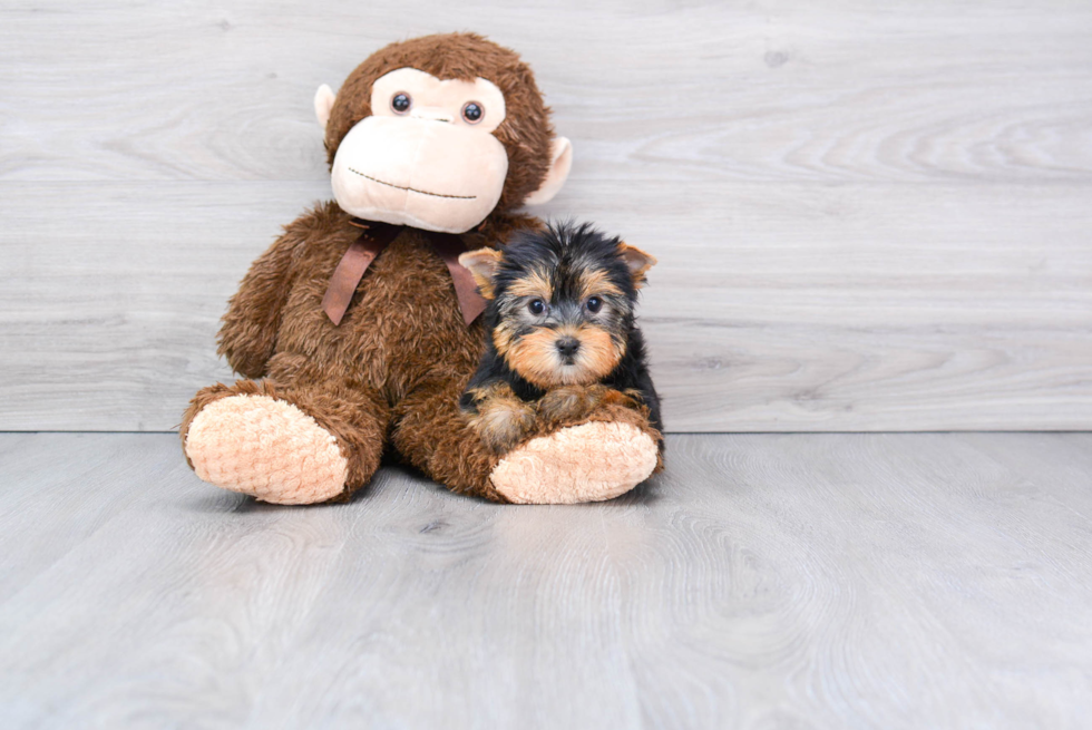 Meet Rebecca - our Yorkshire Terrier Puppy Photo 