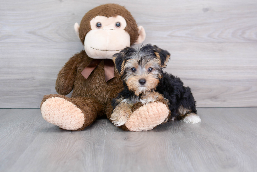 Best Yorkshire Terrier Baby