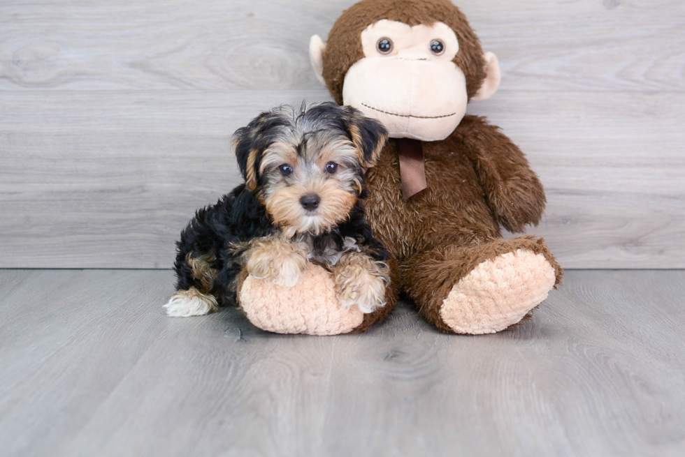 Best Yorkshire Terrier Baby