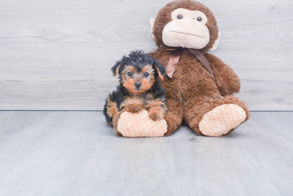 Meet Ronaldo - our Yorkshire Terrier Puppy Photo 