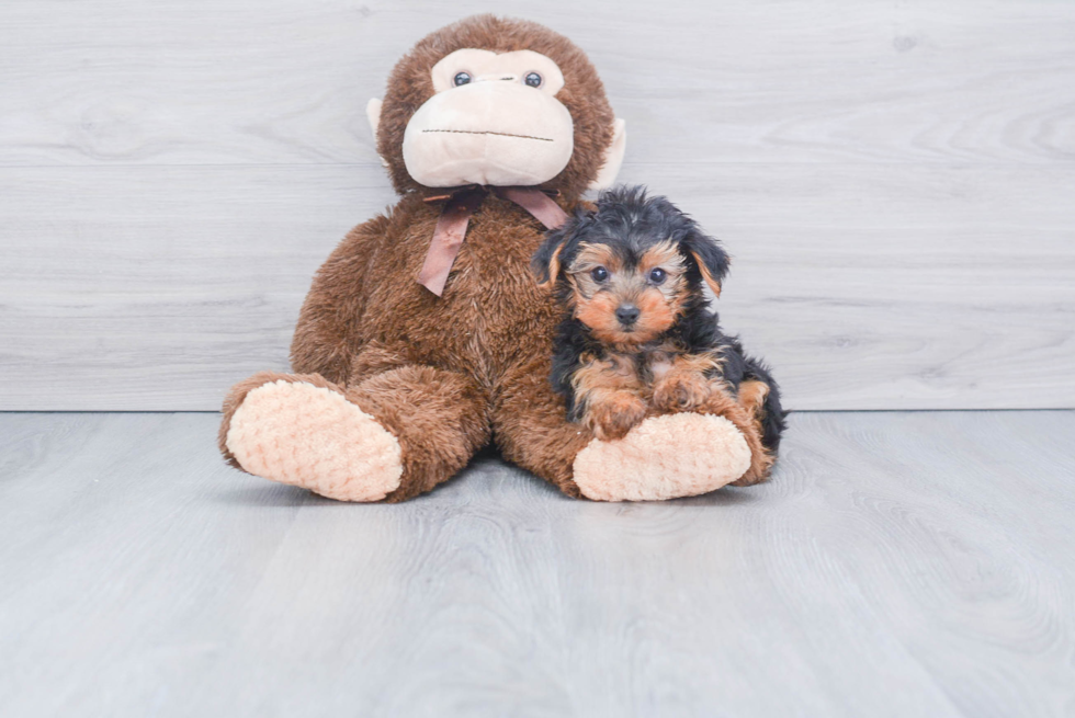 Meet Ronaldo - our Yorkshire Terrier Puppy Photo 