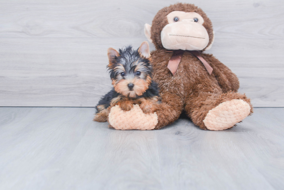 Meet Ronaldo - our Yorkshire Terrier Puppy Photo 