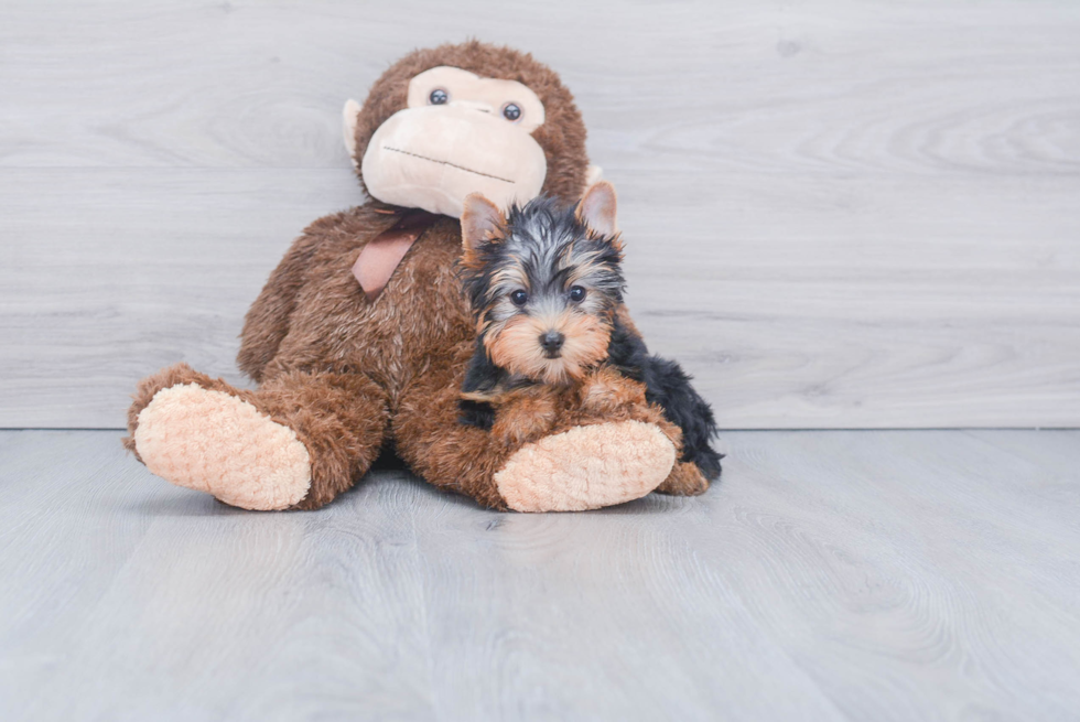 Meet Ronaldo - our Yorkshire Terrier Puppy Photo 